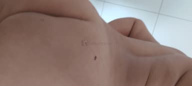 Morena Iluminada